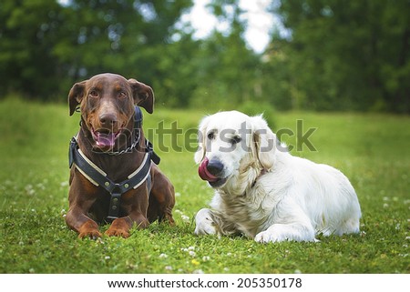 two dogs doberman pinscher and golden retriever puppy outdoors