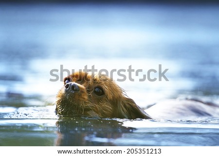 fun cavalier king charles spaniel dog swims in water lake