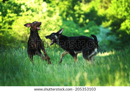 two angry doberman pinscher dog running and fight german shepherd puppy