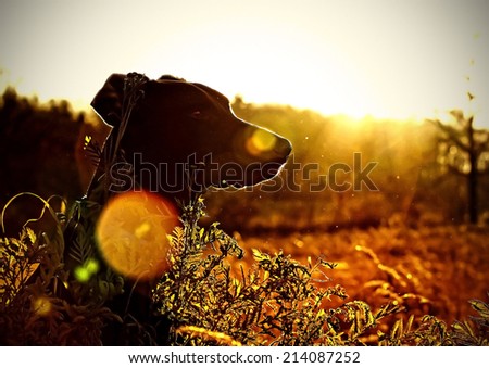 brown doberman puppy dog sitting in the wild with sunlight