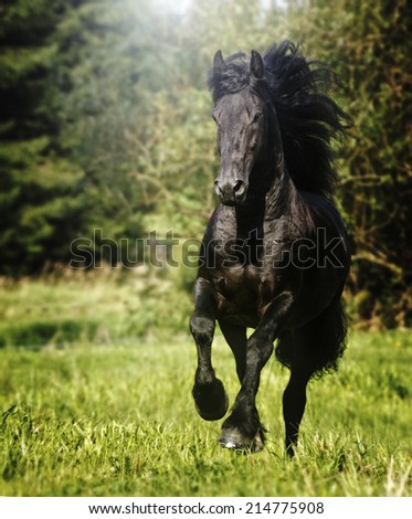 beautiful wild friesian horse stallion running in nature