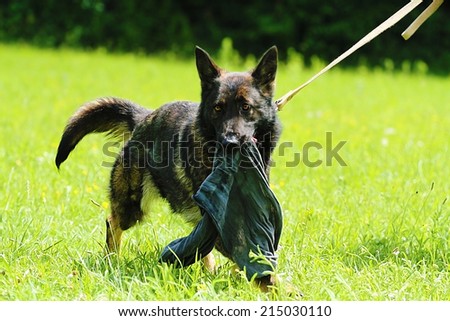 angry german shepherd dog protection defense