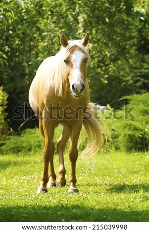 beautiful quarter horse in nature