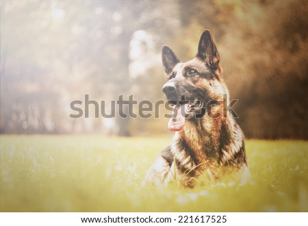 beautiful german shepherd dog dog trick in autumn nature