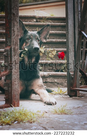 birthday dog - beautiful german shepherd dog puppy with rose flower birthday