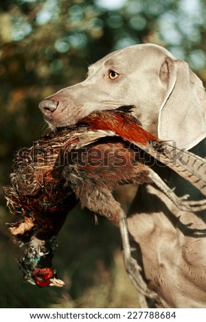 weimaraner dog pheasant hunting