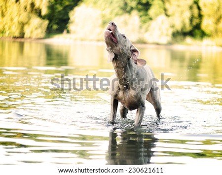 beautiful weimaraner dog puppy in summer nature