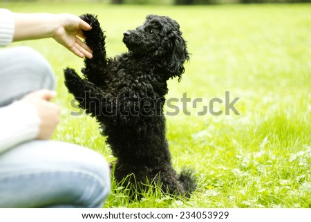 beautiful poodle dog puppy dog trick
