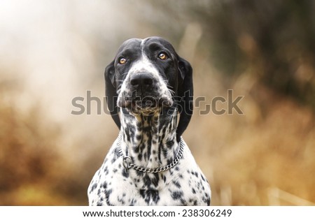 comic crazy dog trick dalmatian pointer auvergne pointing dog puppy background