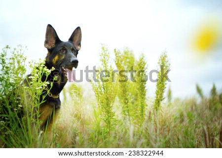 nice german shepherd dog puppy in summer nature