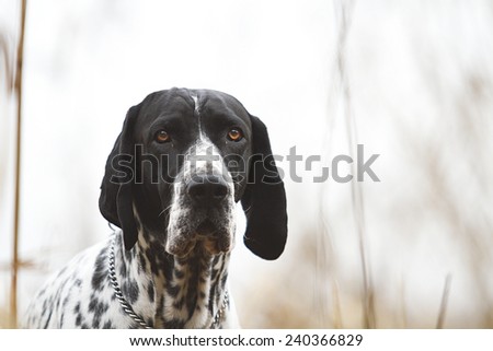 beautiful auvergne pointing dog puppy dalmatian in autumn background