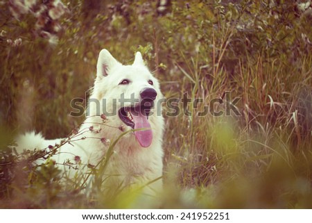 white swiss shepherd dog puppy