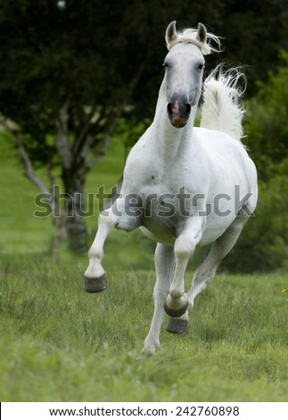 arabian horse stallion running in nature