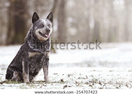 beautiful and fun australian cattle dog puppy shepherd waiting in snow background