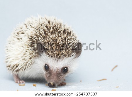 cute rodent hedgehog baby atelerix albiventris background