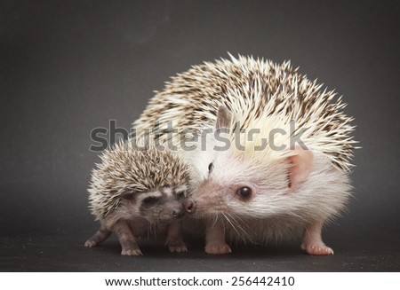 cute rodent hedgehog love with baby