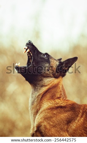 angry belgian shepherd malinois dog  barks protection / Chien de Berger Belge