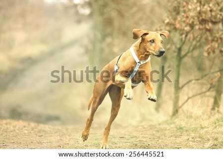 comic and fun rhodesian ridgeback dog jump and running in spring background