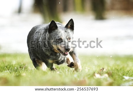 nice and fun australian cattle dog shepherd puppy running in spring background