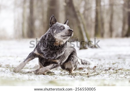 pretty australian cattle dog puppy in walking snow nature background dog trick