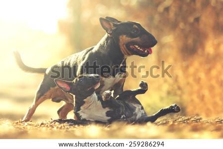 english bull terrier dog and puppy play, protection, defense, barks and dangerous at sunset
