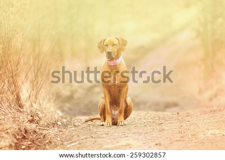 pretty and sad rhodesian ridgeback dog puppy sitting in summer background anxiety