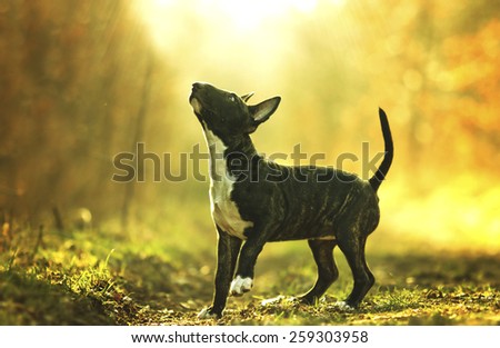 beautiful cute young english bull terrier puppy dog in sunset forest  background