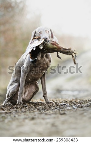 sitting weimaraner dog puppy holds in its mouth pheasant hunting
