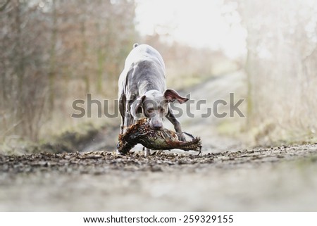 beautiful weimaraner dog puppy hunting and holds pheasant