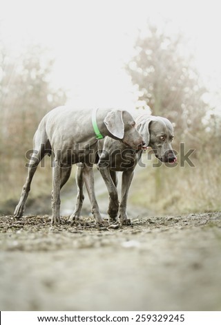 beautiful two weimaraner dog anxiety and emotion in spring background hunting