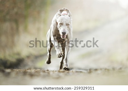 crazy weimaraner dog running in winter background
