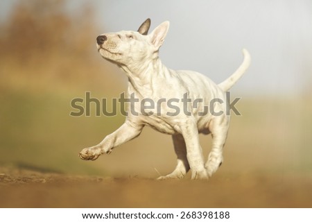 beautiful young fun english bull terrier dog puppy running in summer background