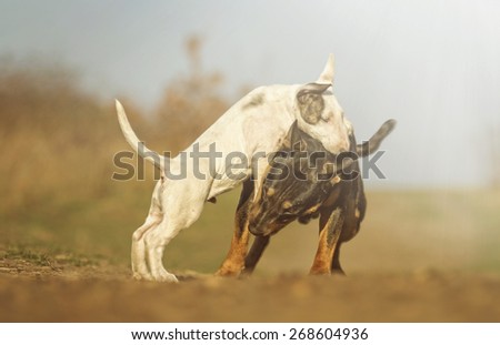 beautiful fun english bull terrier dog and puppy fight angry barks and protection in sunset nature
