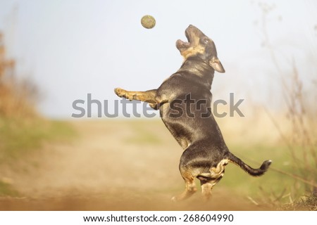 beautiful fun crazy english bull terrier dog puppy flying running jump dog trick