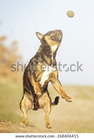beautiful cute fun dog trick english bull terrier dog puppy flying running jump with ball summer