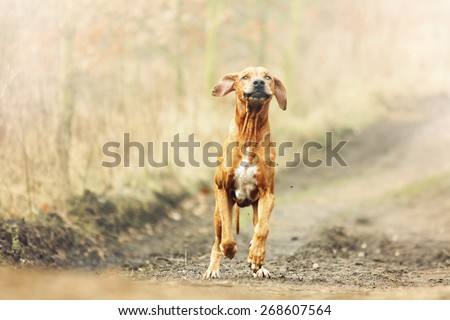 crazy fun rhodesian ridgeback dog puppy running in spring background