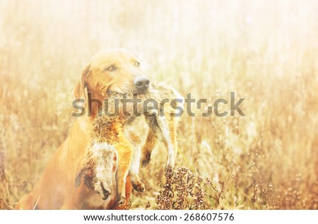 portrait beautiful rhodesian ridgeback dog puppy hold fox in summer field