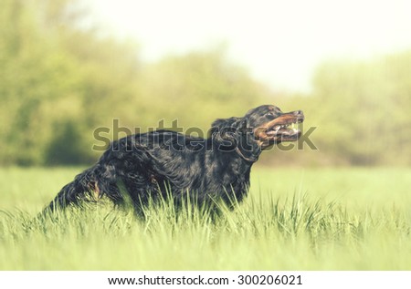 beautiful fun young gordon setter dog puppy running and hunting in summer background