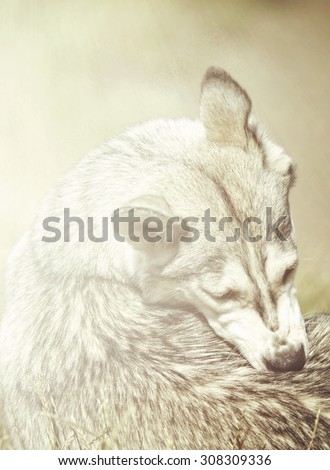portrait of beautiful wolf dog german shepherd or siberian husky
