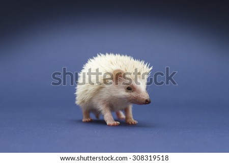 cute and fun young rodent hedgehog baby background