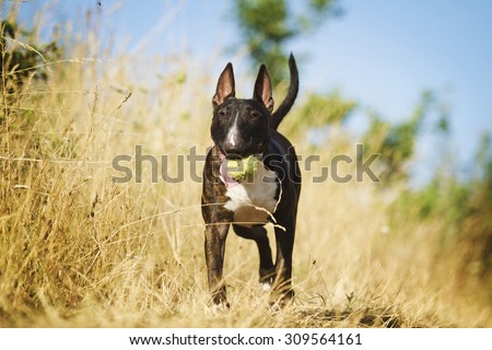 fun and comic english bull terried dog or puppy running with ball in summer field with sky outdoors