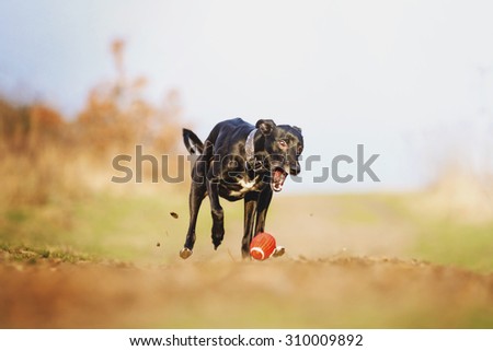 crazy and fun beautiful black young whippet dog puppy running and flying in spring background