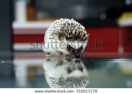 cute young and small african pygmy hedgehog pet rodent in home interior