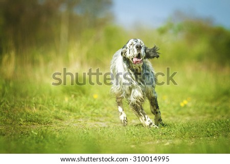 beautiful fun crazy young english setter dog puppy running jump flying hunting in summer