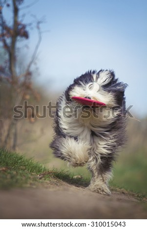 crazy Old English Sheepdog dog Bearded Collie puppy with frisbee running
