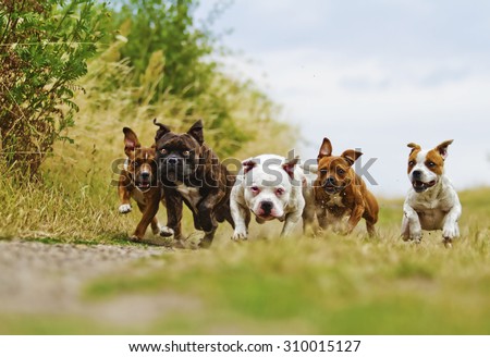 American Staffordshire Terrier dog with fun Staffordshire Bull Terrier puppy running in summer