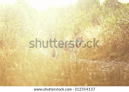 beautiful fun siberian husky wolf dog puppy in summer sunset nature