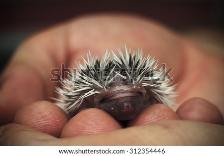 Man holds in his hand a small babyafrican pygmy hedgehog who sleeps