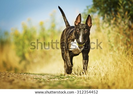 beautiful fun english bull terrier dog puppy running with ball summer field