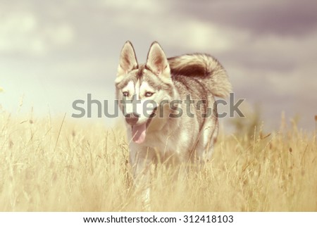 fun beautiful siberian husky dog of wolf or german shepherd puppy running in summer field